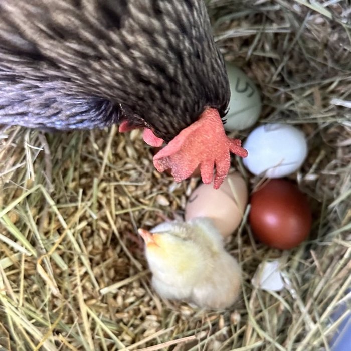 Henne mit Küken im Nest